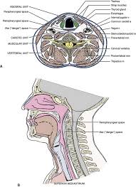 5 The Neck Pocket Dentistry