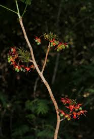 Image result for Ochna natalitia