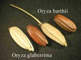 Image result for Oryza barthii