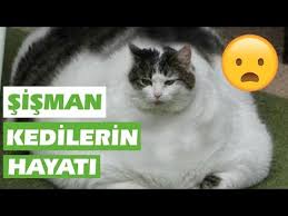 Sisman Kedilerin Hayati Hic De Kolay Degil Sisman Kediler 2018 Derleme Eglenceli Anlar Youtube