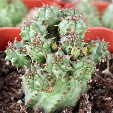 Image result for Euphorbia memoralis