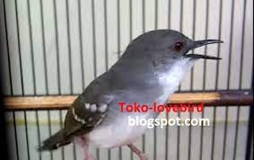 Maybe you would like to learn more about one of these? Download Burung Ciblek Kristal