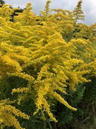 Available Year Round Lasts 5 To 10 Days In 2021 Sloped Garden Canadensis Prairie Planting