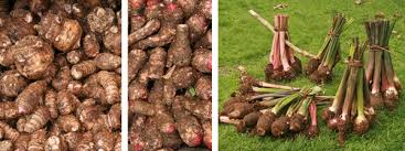 Removal of the calcium oxalate crystals requires precise steaming or boiling. Elephant Ears Colocasia Alocasia And Xanthosoma Wisconsin Horticulture