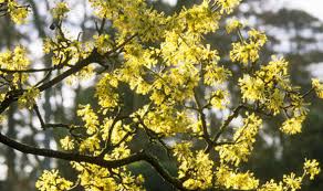The results of this campaign designated a single plant species to a county or metropolitan area in the uk and isle of man. Alan Titchmarsh S Plant Of The Week Cornelian Cherry Express Co Uk
