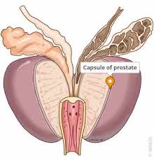 Image result for Prostate Anatomy