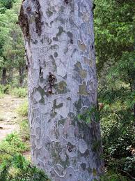 Image result for Gerardiina