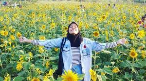 Sayangnya, bunga matahari termasuk jenis tanaman bunga semusim, sehingga setelah masa berbunga selesai, tanaman akan mati. Kebun Bunga Matahari Spot Foto Selfie Baru Di Pamekasan Kumparan Com