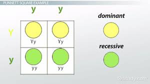 mendelian genetics guide for beginners 3 fundamental principals