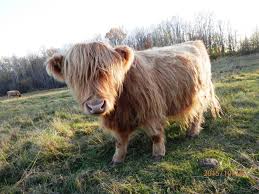 Pin By David F Hoffman On Animal Stories Mini Cows Mini Highland Cow Miniature Cows