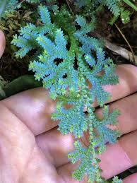 Image result for Selaginella mittenii