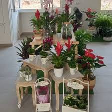 Floristería Pétalos Abaran