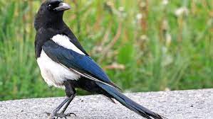 Then you need to fit a scaling matrix to normalize input data, it is specific to the trained word2vec representation. Black Billed Magpie
