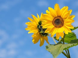 How to grow sunflowers from seed. Gardening Series How To Grow Sunflowers