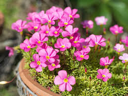 Plum crazy has a great flower and even better variegation in the leaf. How To Care For An Oxalis Plant