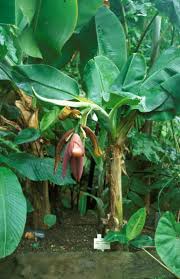 Image result for Musa acuminata