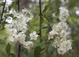 Image result for Hawthorn