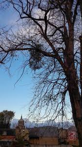 Image result for Viscum littorum