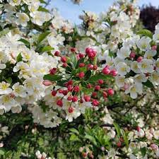 See more ideas about may flowers, flowers, bloom. Best Spring Flowering Trees To Plant In Northeast Ohio Independent Tree