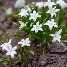 Download the perfect flower image on burst. Spring Photo With Beautiful Small Flowers Chionodoxa With Green Stock Photo Picture And Royalty Free Image Image 141770482