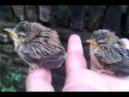 Kemudian pilih format file yang akan di unduh. Anak Burung Cici Padi Cisticola Juncidis Youtube