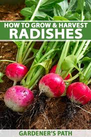 Throw the seeds onto the ground and cover with barely half an inch of soil, then water and watch them grow. How To Grow Radishes In Your Veggie Patch Gardener S Path