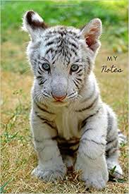 The male tiger cubs were born last month. My Notes White Tiger Cub Lined 200 Page Notebook And Journal Kingdom Our Wild 9798642342473 Amazon Com Books