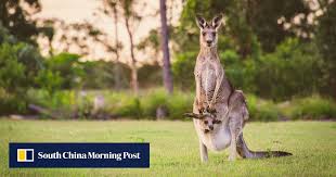 Kangaroo I 2020