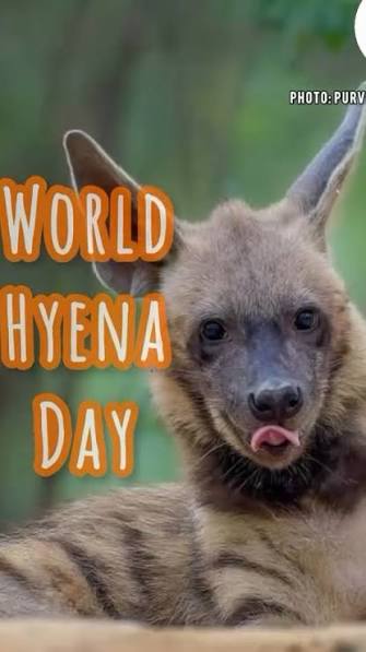 India’s striped hyena is finally getting the attention it deserves., Found across Rajasthan, Gujarat, Madhya Pradesh, Maharashtra, and the Deccan Plateau, this elusive scavenger plays a critical role ...