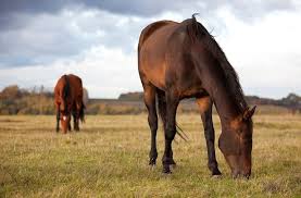 Find the perfect horse argentina stock photo. How To Feed Your Horse Argentina Polo Holidays