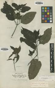 Image result for Dicliptera carvalhoi