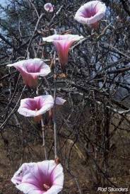 Image result for Ipomoea albivenia