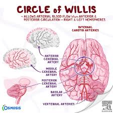 Image result for Posterior Circulation