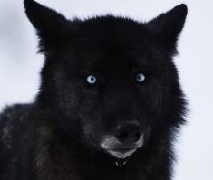 Nov 10, 2012 · my black wolf visited me in a dream he had the most brilliant blue eyes the blackest coat and he lead a large pack. Black Wolf With Blue Eyes For Sale Novocom Top