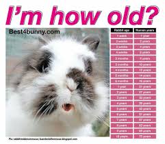 Pin By Linda Jones On Bunny Love Pet Rabbit Bunny Care