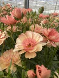 Image result for Ranunculus raeae