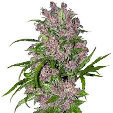 End bud the remnant of the embryonic primitive knot, from which arises the caudal part of the trunk. Purple Bud Automatic Seeds Delicious Seeds