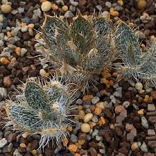 Image result for Gethyllis