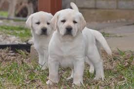 Jill this beautiful cream white english labrador pup come with full akc registration, fully vaccinated. English Labrador Puppies Texas Labradors Dallas Labradors Zarate Labradors