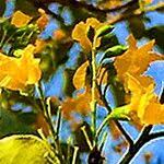 Image result for Pterocarpus rotundifolius