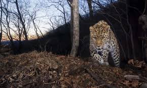 Study Finds 84 Highly Endangered Amur Leopards Remain In