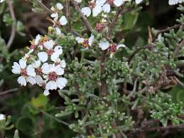 Image result for Eriocephalus