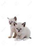 Lilac Point Siamese Cats - Siamese Cats and Kittens