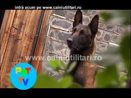 In prezent, rasa ciobanesc belgian malinois este recunoscuta de urmatoarele organizatii: Malinois In Sport Youtube