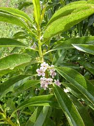 Image result for Myoporum laetum
