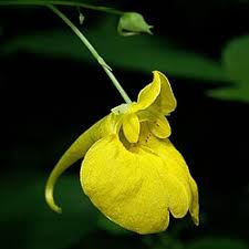 Image result for Impatiens psychadelphoides