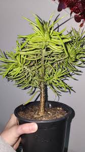 Image result for Senecio barbertonicus