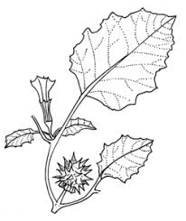 Image result for Datura ferox