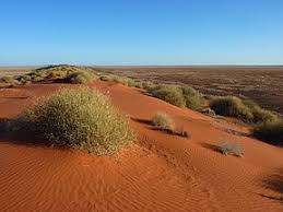 Dingoes have changed the actual shape of the australian desert. Simpson Desert Wikipedia