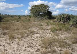 Image result for Brachychloa schiemanniana